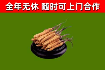 赤壁烟酒回收冬虫夏草.jpg